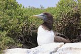 Nazca Booby